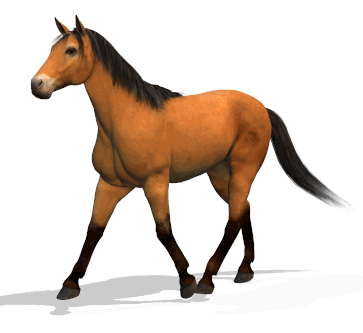 gallery/horsewalkinganima