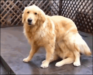 gallery/surprise-hidden-dog